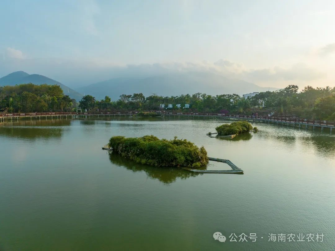 儋州富硒地瓜种植时间