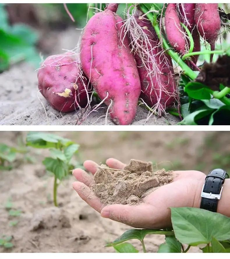 儋州富硒地瓜种植时间