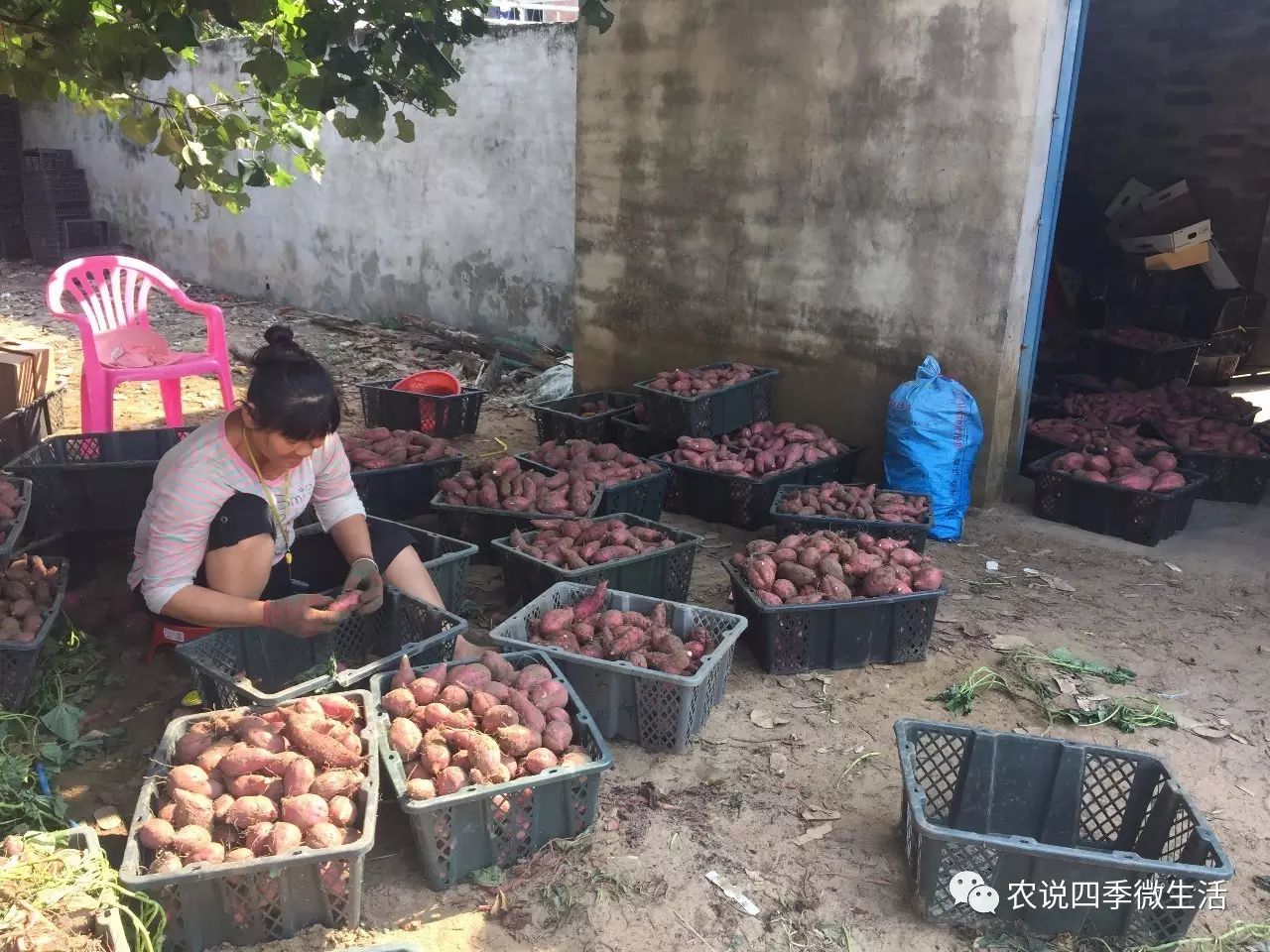 海南澄迈富硒地瓜价格