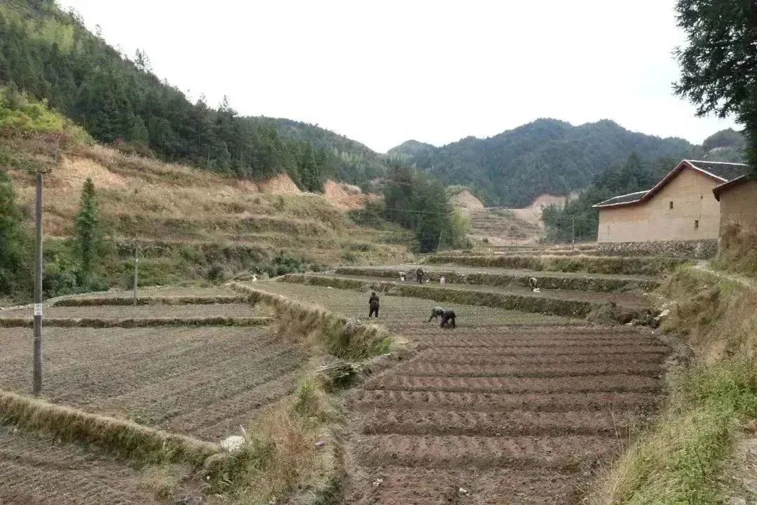 福建富硒地瓜种子价格