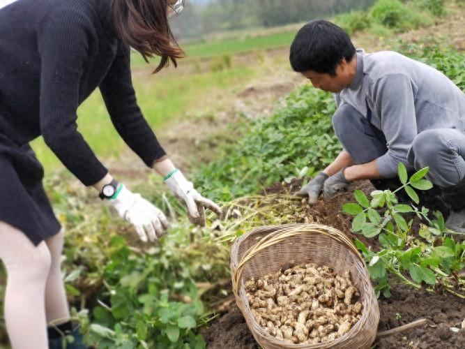 临沭富硒地瓜种植基地