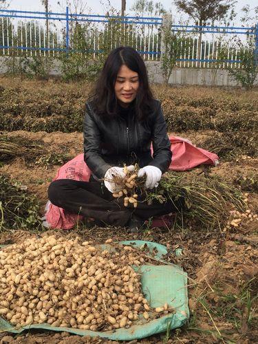 临沭富硒地瓜种植基地