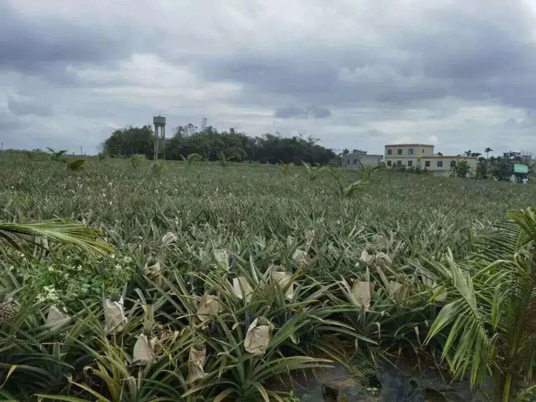 孕妇能多吃富硒地瓜吗