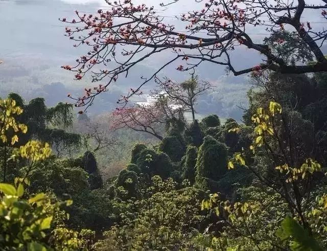 澄迈桥头富硒地瓜粉吗