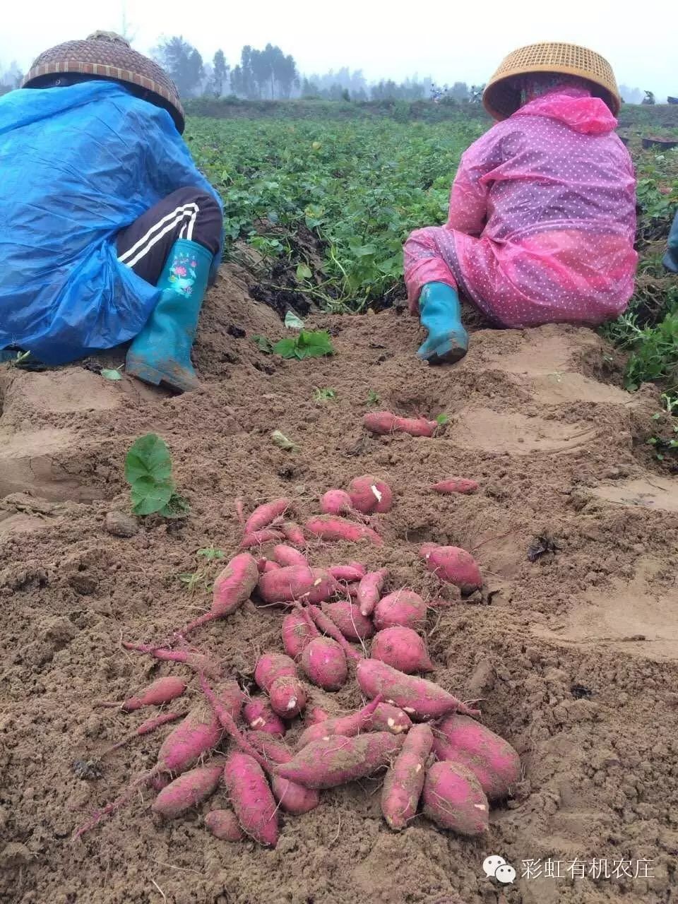 海南桥头富硒地瓜超甜