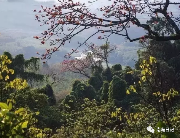 澄迈桥头富硒地瓜粉吗