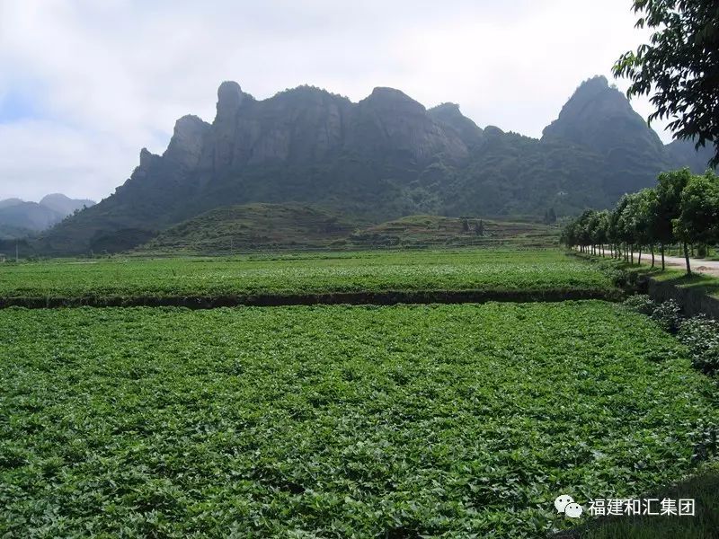 烤富硒地瓜的做法烤箱