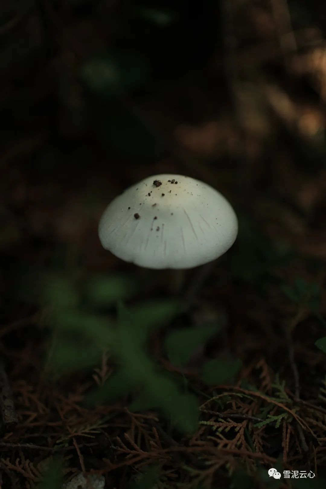 泰安烤富硒地瓜的地方