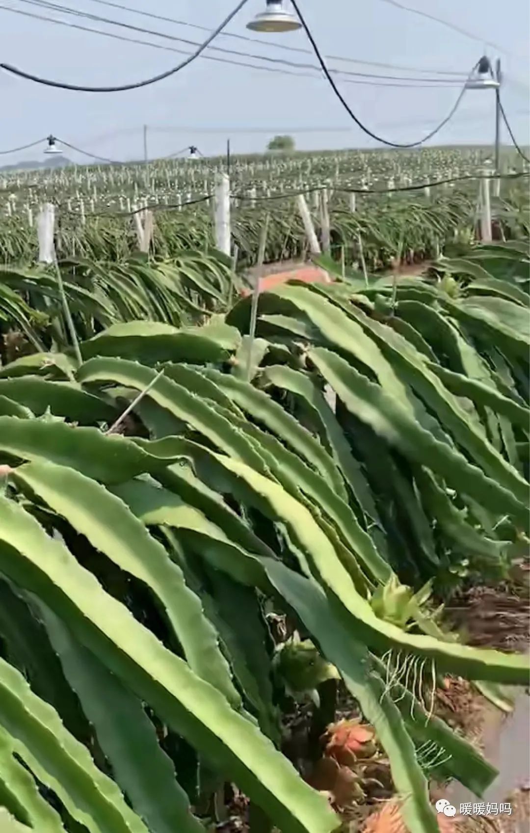 海南桥头富硒地瓜粉的