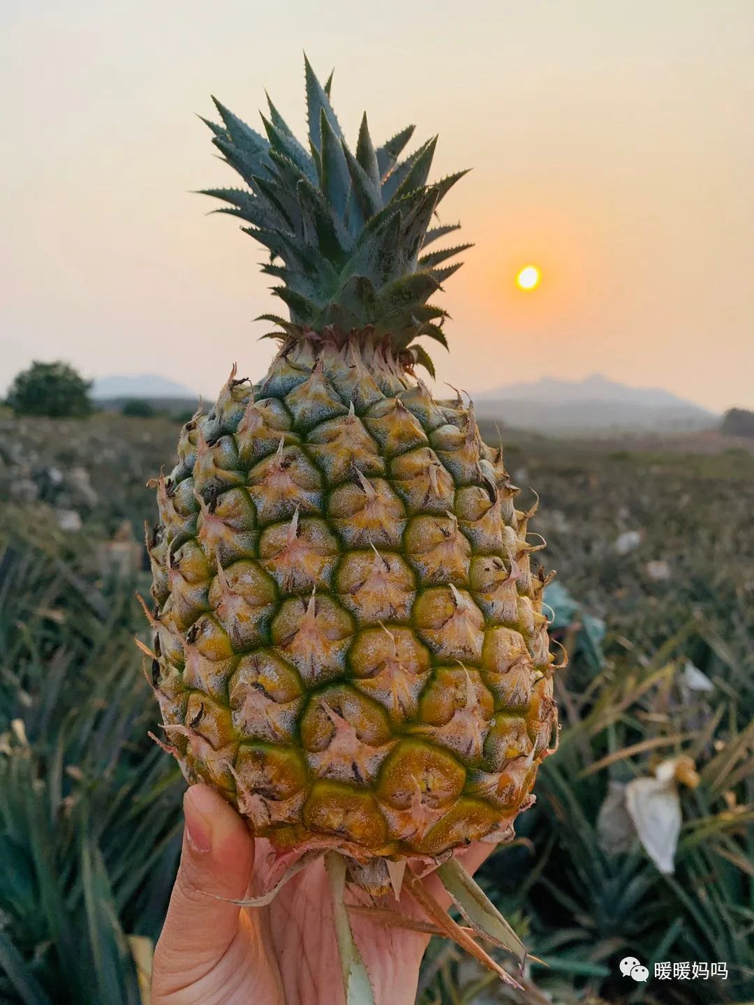 海南桥头富硒地瓜粉的