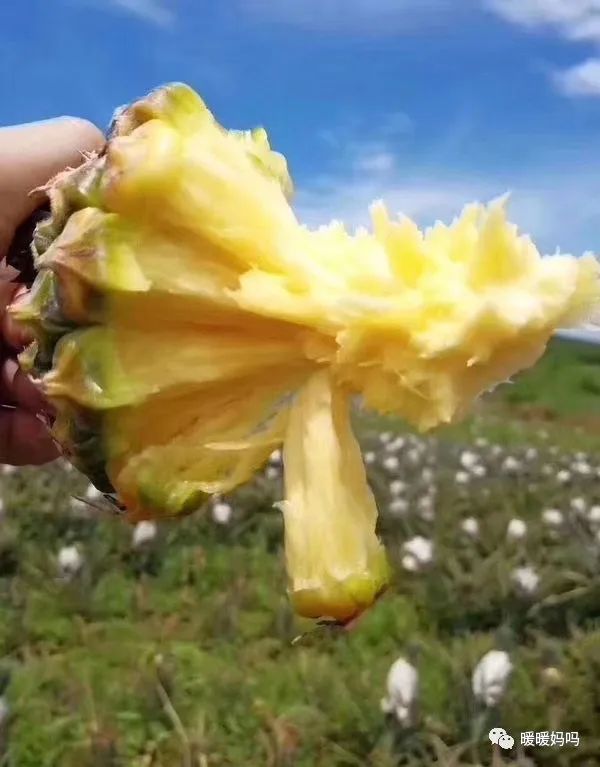 海南桥头富硒地瓜粉的