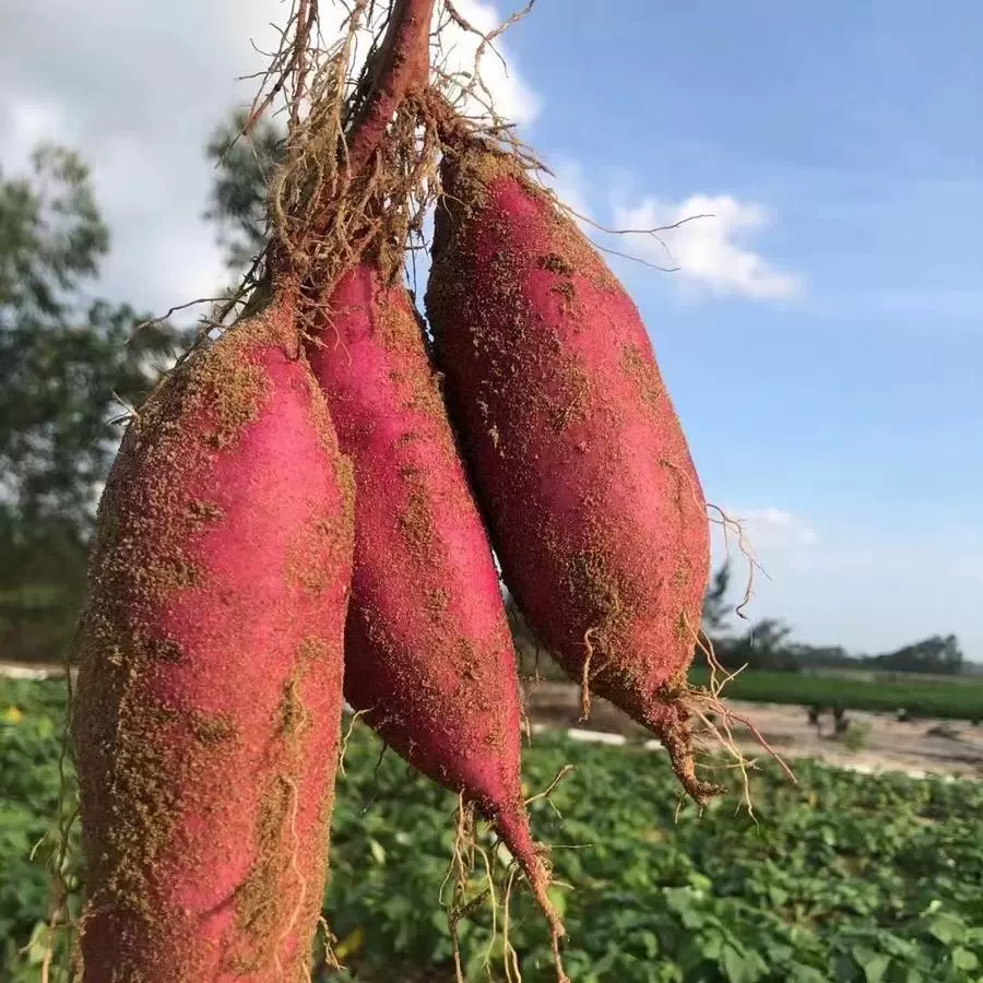 桥头富硒地瓜1号种植