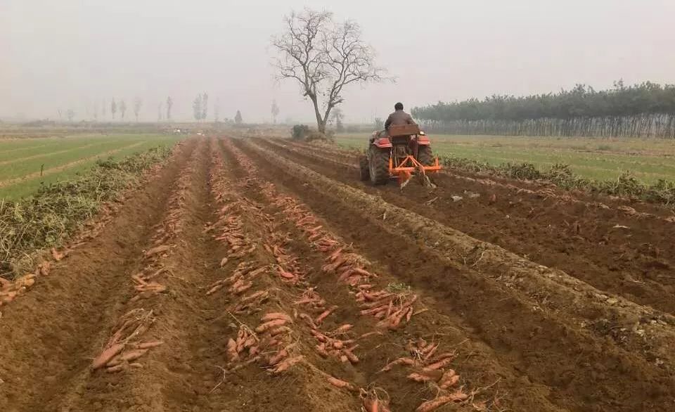 种富硒地瓜苗哪里有卖