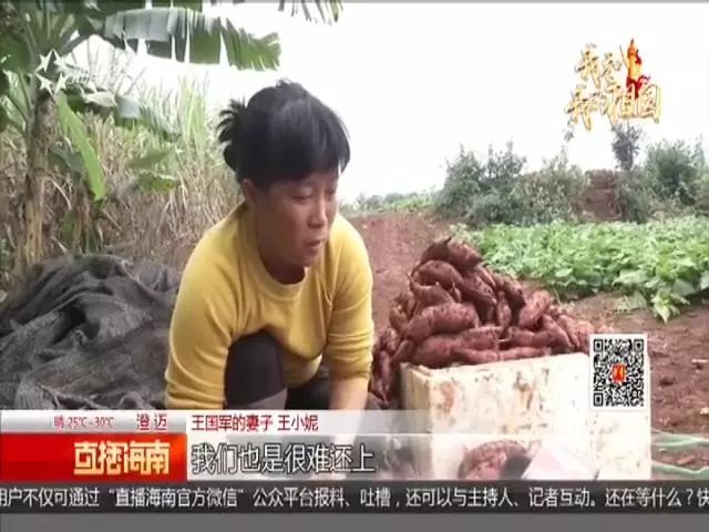 种富硒地瓜苗哪里有卖