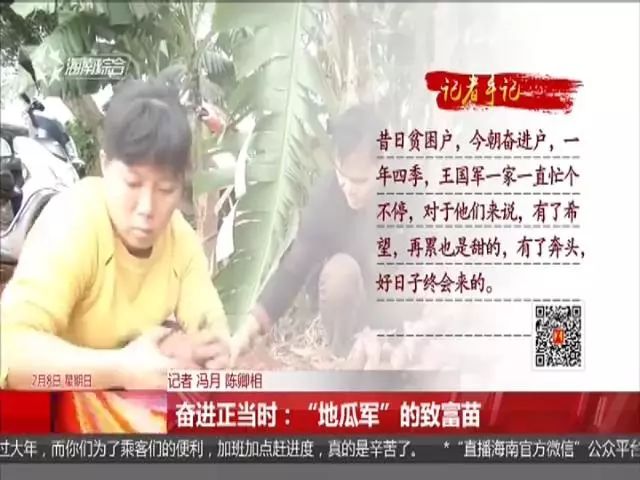 种富硒地瓜苗哪里有卖