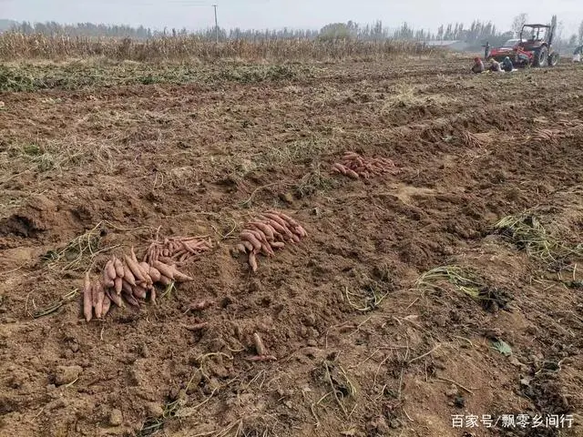 富硒地瓜和蜜薯哪个好