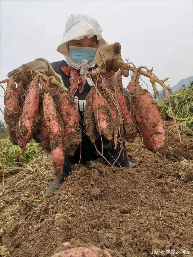 富硒地瓜和蜜薯哪个好