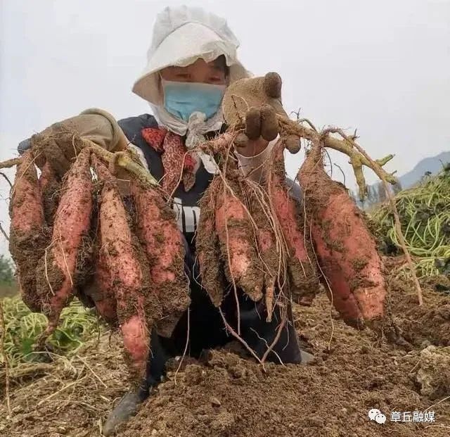 富硒地瓜跟烟薯哪个好