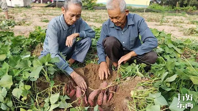 富硒的地瓜是什么样的