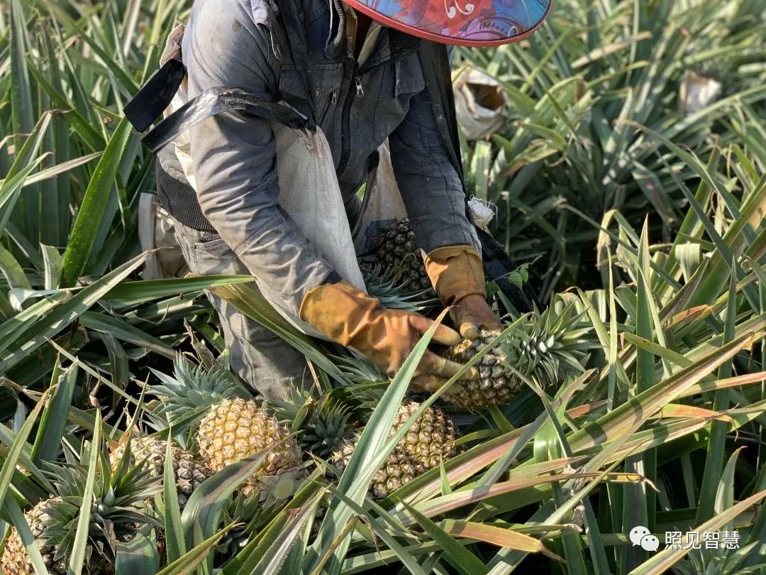 富硒的地瓜是什么样的