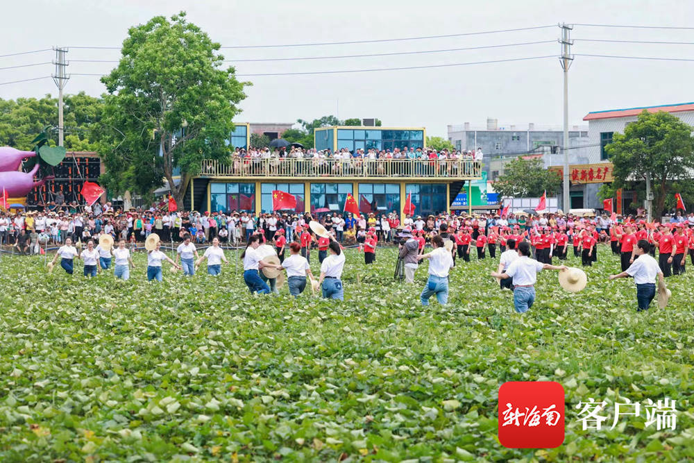 澄迈县桥头镇富硒地瓜