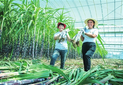 幸福麦田石磨富硒面粉