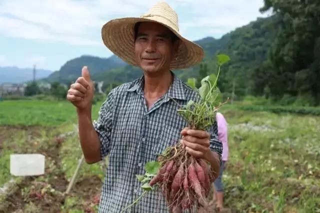 富硒面粉牛奶玉米淀粉