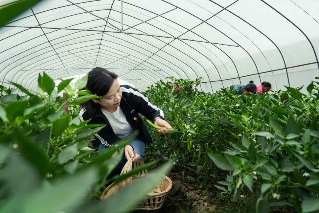 江西丰城富硒蔬菜大棚