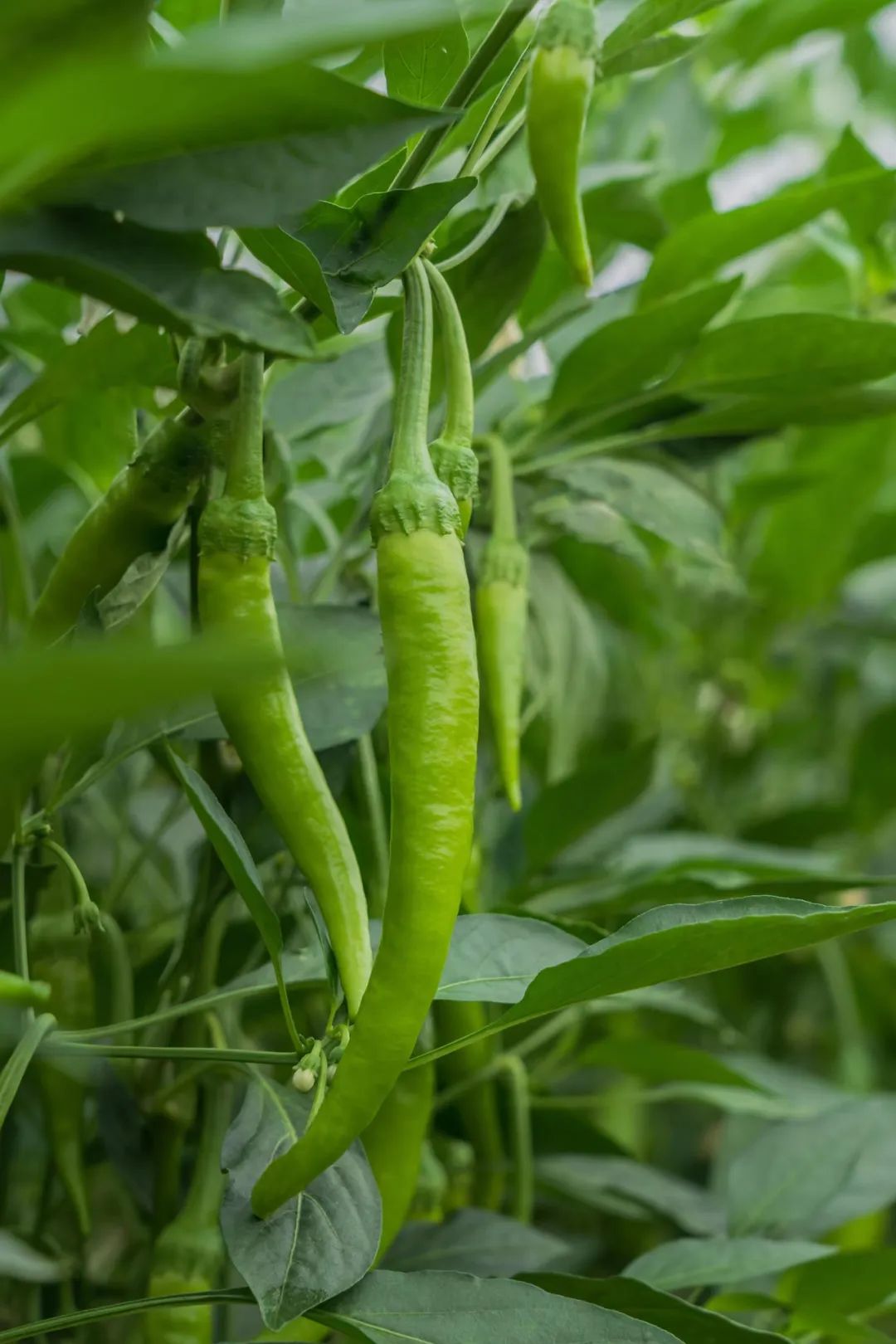 江西丰城富硒蔬菜大棚