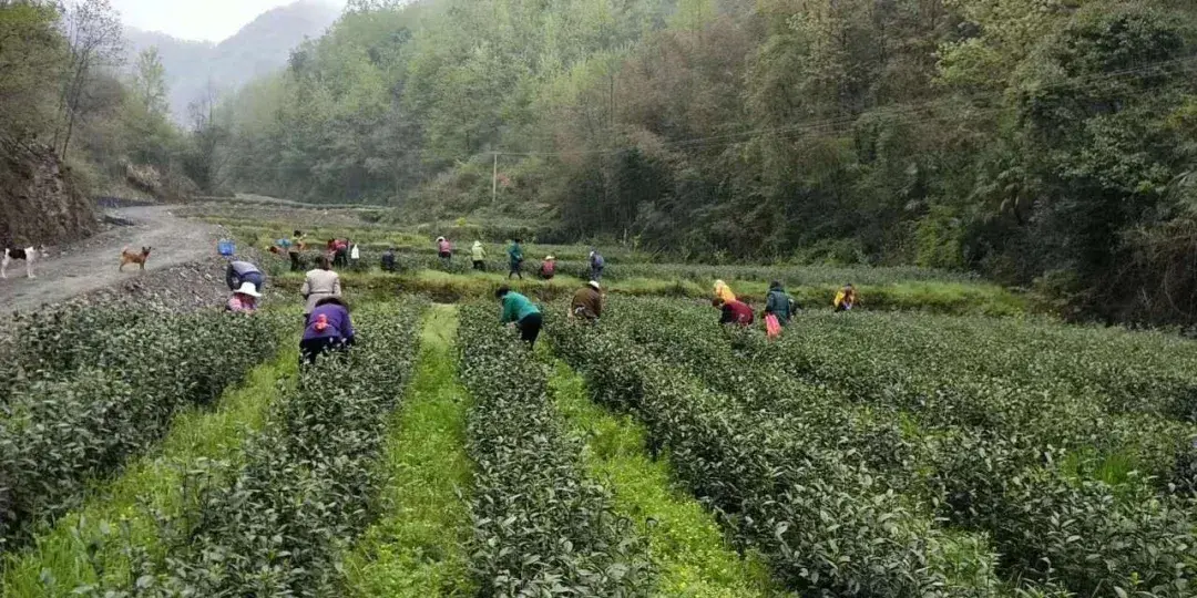 富硒蔬菜生产企业排名