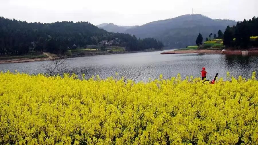 寨里富硒蔬菜种植基地