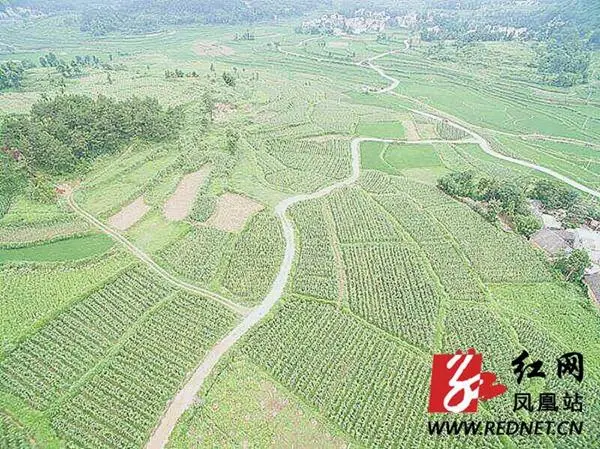 高山富硒蔬菜喜获丰收