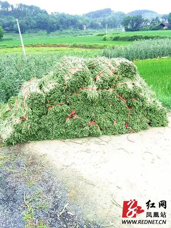 高山富硒蔬菜喜获丰收