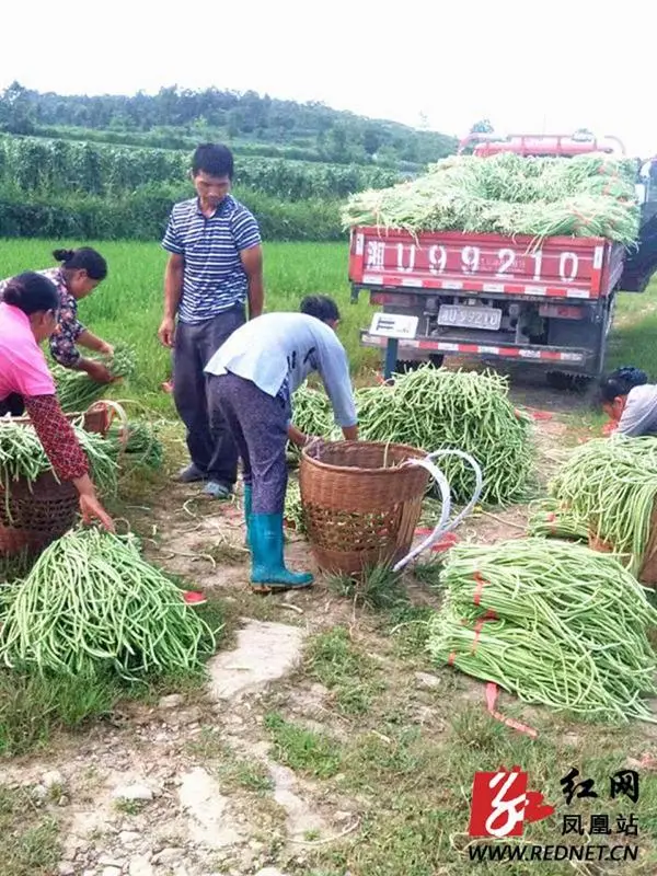 高山富硒蔬菜喜获丰收