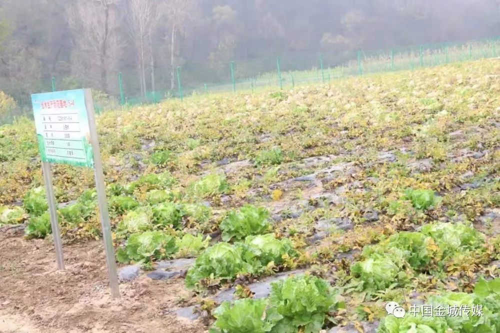 高山富硒蔬菜建设项目