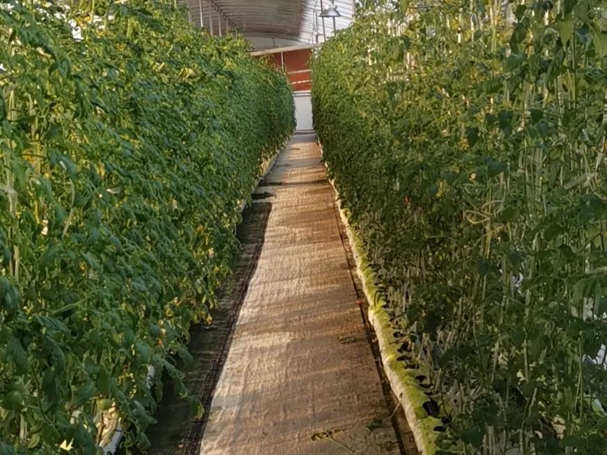 邯郸富硒蔬菜种植基地