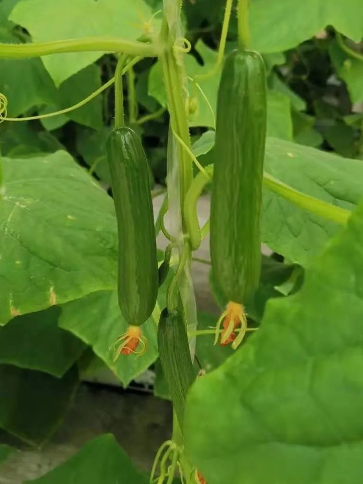 邯郸富硒蔬菜种植基地