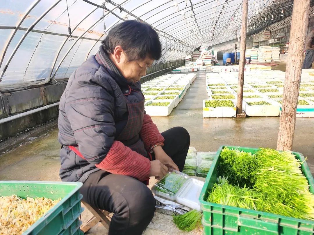 邯郸富硒蔬菜种植基地