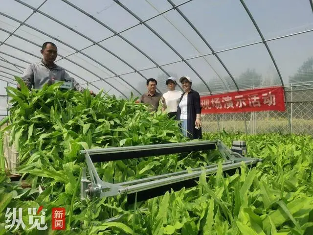 邯郸富硒蔬菜种植基地