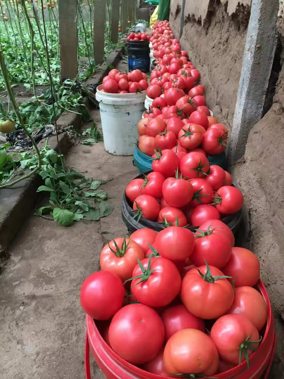 东莞富硒蔬菜种植基地