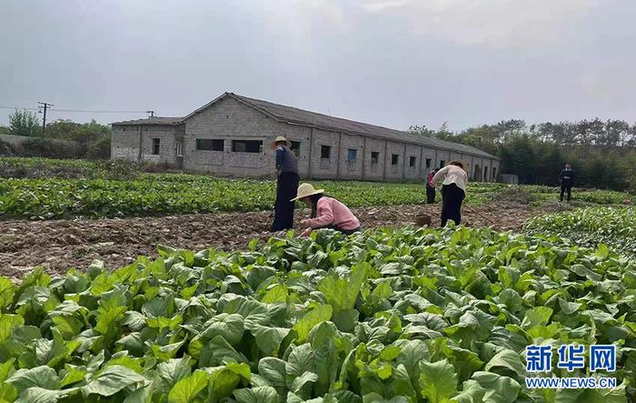 东莞富硒蔬菜批发市场