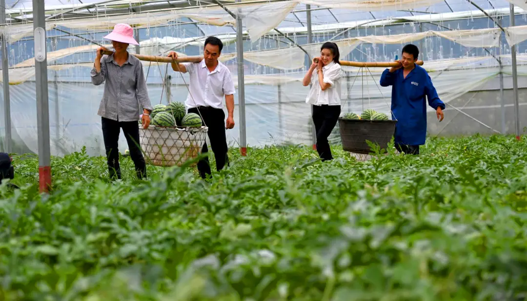 江西宁都富硒蔬菜基地