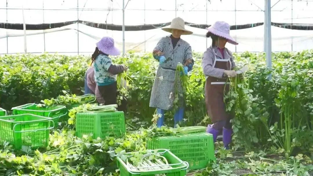 于都万亩富硒蔬菜基地