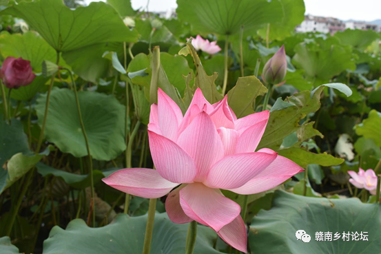 梓山万亩富硒蔬菜基地