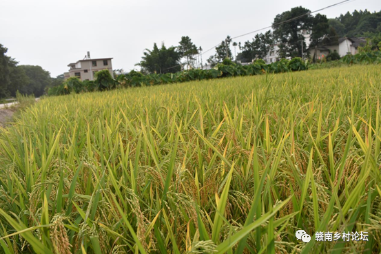 梓山万亩富硒蔬菜基地