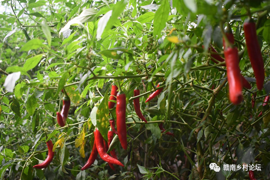 梓山万亩富硒蔬菜基地