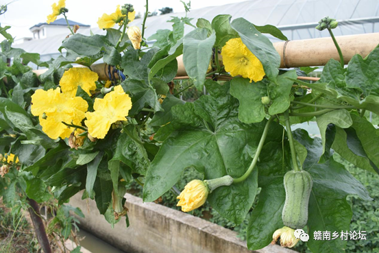 梓山万亩富硒蔬菜基地