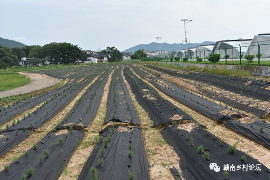 梓山万亩富硒蔬菜基地