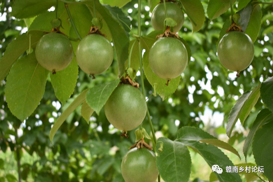 梓山万亩富硒蔬菜基地