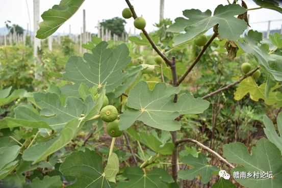 梓山万亩富硒蔬菜基地